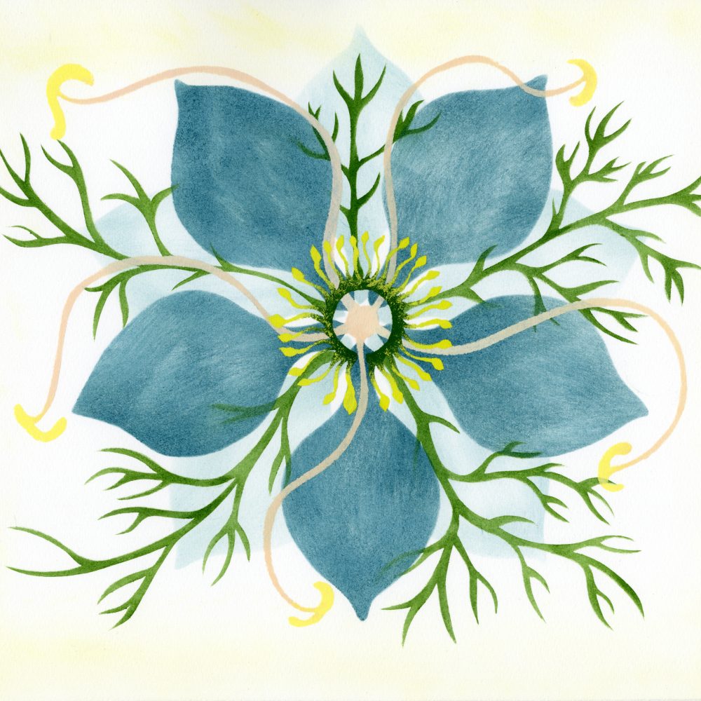 Love-in-a-mist