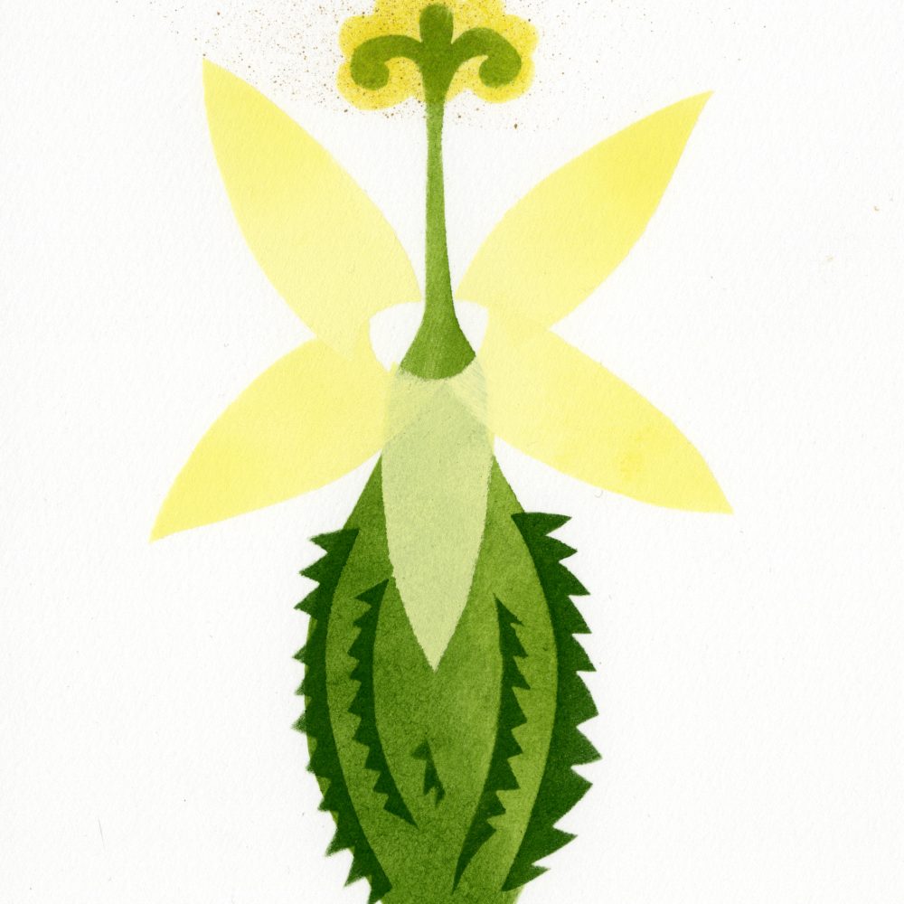 Momordica