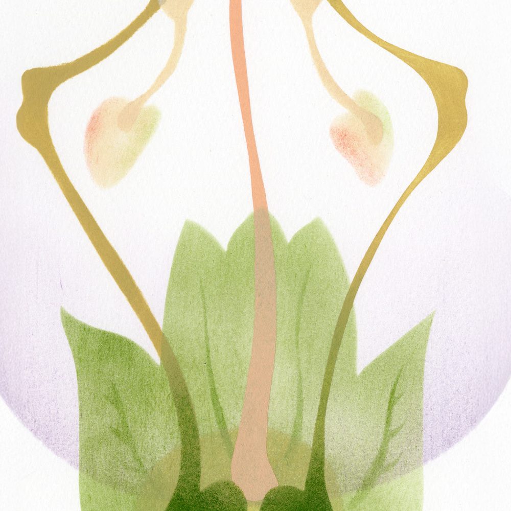 Sage