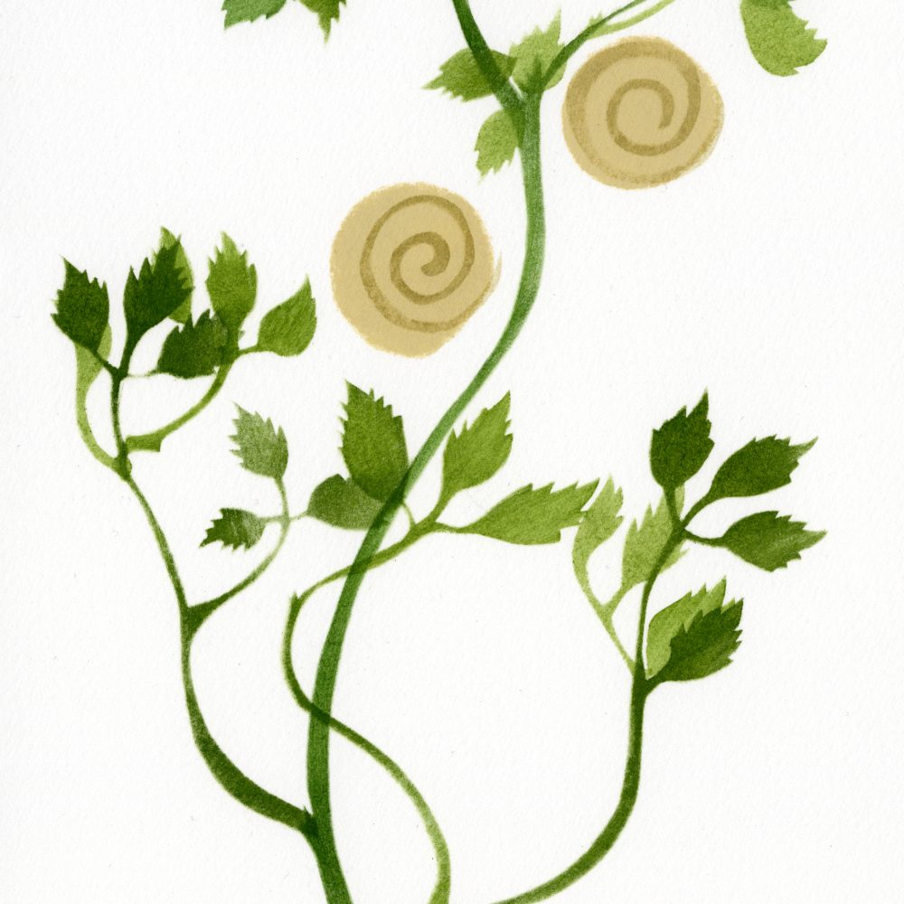 Snail-medick