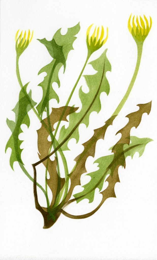 Starry Swine’s-succory