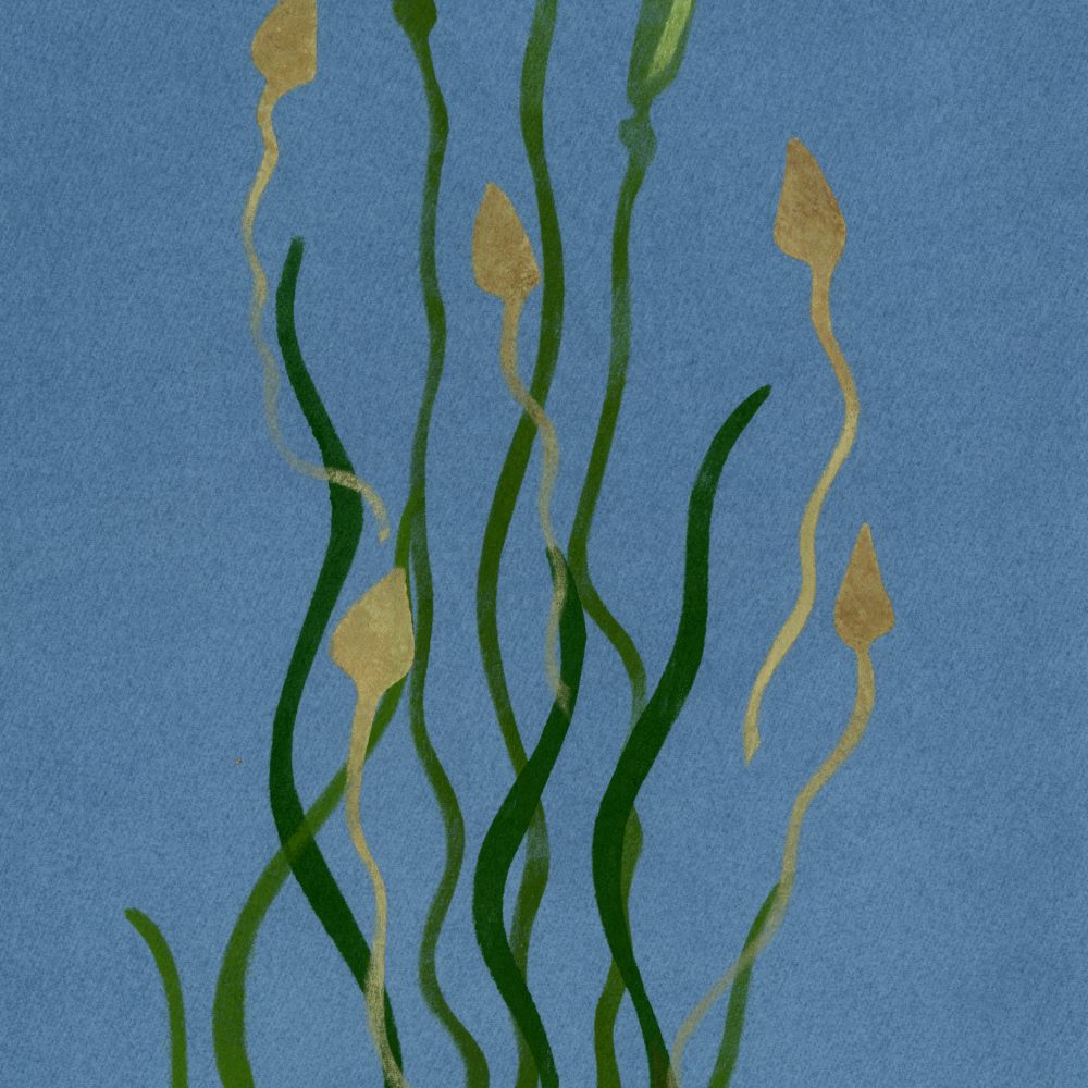 Vallisneria