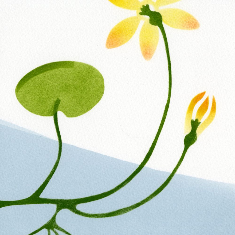 Water-lily